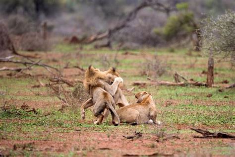 big cat brawl shows what happens when lions having sex are