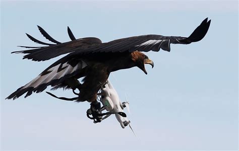 golden eagle grabs  flying drone   military training exercise  mont de marsan french