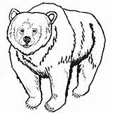 Bear Brown Coloring Pages Printable Bears Standing Cubs Ones Her Little sketch template