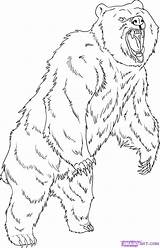 Bear Grizzly Coloring Pages Drawing Draw Step Standing Drawings Animal Printable Dessin Imprimer Realistic Angry Coloriage Bears Outline Animals Dragoart sketch template