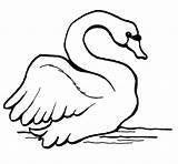 Swan Coloring Pages Mute Swans Printable Color Print Online Supercoloring Kids Categories sketch template
