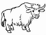 Taurus Coloring Pages Getcolorings Color Print sketch template