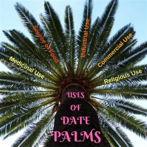 benefits  date palm   surprise  remedygrove
