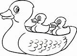 Duck Ducky Duckling Bert Colonies Getcolorings Getdrawings Clipartmag sketch template