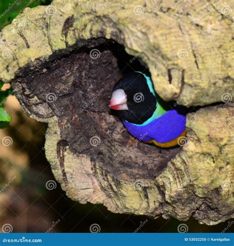 gouldian finch stock photo image  side wildlife bird