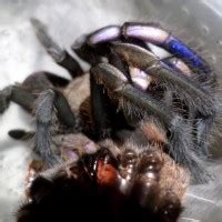 female electric blue arachnoboards