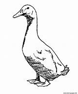 Goose Coloring Pages Printable Animal Realistic Print Farm Duck Color Cartoon Drawing sketch template