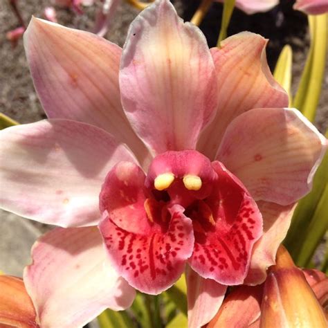 72 Best Rarest Orchids In The World Images On Pinterest