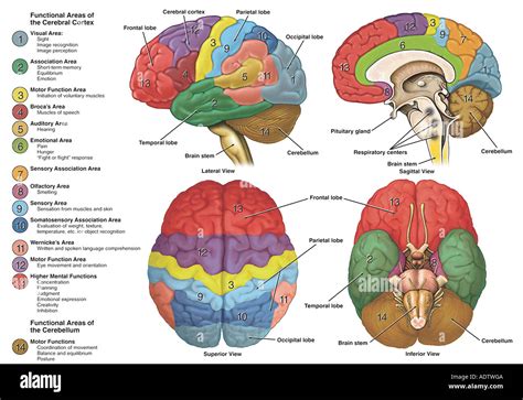 functions   brain fotos und bildmaterial  hoher aufloesung alamy