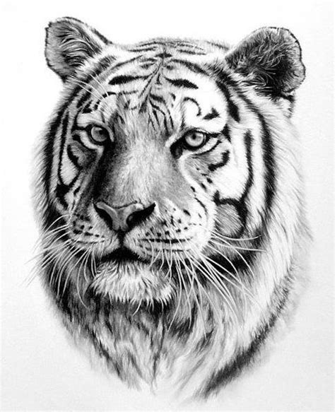 zeichnung  schwarz und weiss tigerkopf vorlage tiger tattoo design