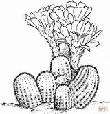 Coloring Cactus Pages Lobivia Drawing Printable sketch template