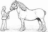 Cheval Clydesdale sketch template