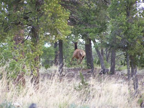 Heber Overgaard Az Cow Elk In Heber Photo Picture