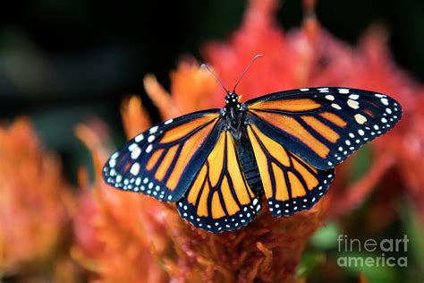 Female Monarch Butterfly Photograph By Kasia Bitner