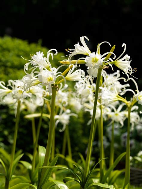 hymenocallis festalis ismene jm van berkel finest flowers  bulbs