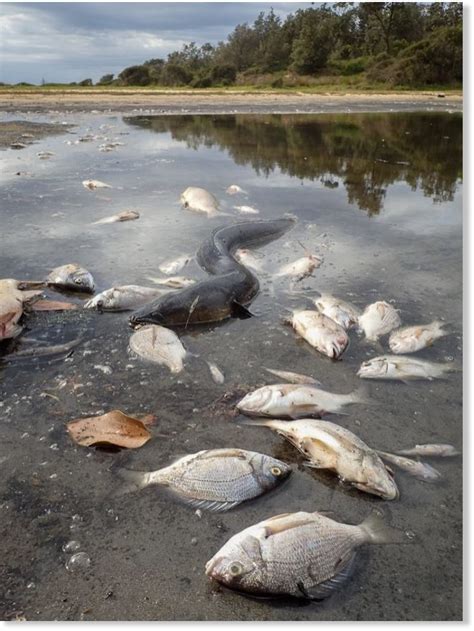 mass fish kills   south coast waterways investigated   south wales australia