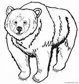 Coloring Bear Grizzly Coloring4free Related Posts sketch template