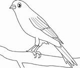 Canary Coloring Color Pages Bird Animal Print Drawings Desene Cu Birds Pentru sketch template