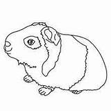 Pig Guinea Coloring Pages Animal Hellokids Print Color Kids Cuy Online Crafts Printable Stencils Pigs Sheets Drawings Sleeping Cute Pet sketch template