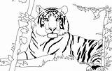 Tiger Coloring Pages Lion Siberian Printable Drawing Color Colo Getcolorings Print Tigre Coloriage Tigers Beautiful Imprimer Lions Fur Rough Getdrawings sketch template