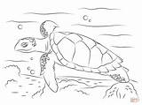 Turtle Sea Coloring Hawksbill Pages Cute Turtles Printable Drawing Reptiles Drawings Kids Animal sketch template