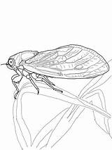 Cicada Coloring Pages Drawing Line Printable Animals Supercoloring Color Kids Getdrawings sketch template