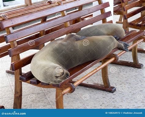 galapagos sea lion zalophus wollebaeki lying   bench port puerto alora santa cruz