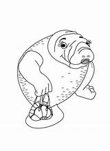 Manatee Coloring Pages Undersea Kids Drawing Print Manatees Index Getdrawings Folders Colpages sketch template