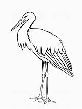 Stork Coloring Storks Movie Template Birds Printable Designlooter 1200px 85kb Recommended sketch template