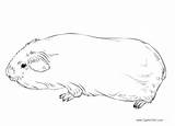 Guinea Pig Coloring Pages Printable Kids Adults sketch template
