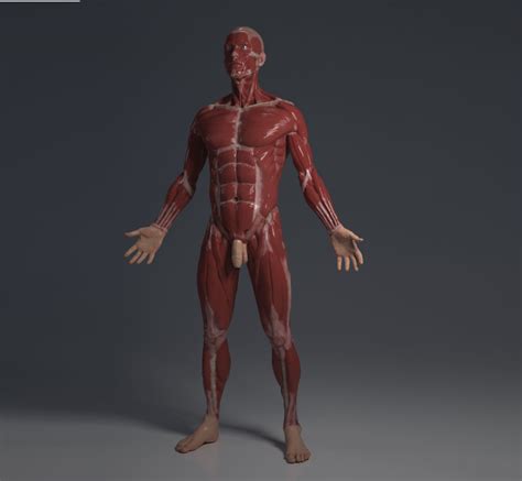 Ecorche Human Anatomy Model 3d Model Cgtrader