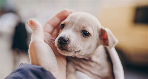 adopting  dog gegu pet