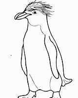 Coloring Penguin Adelie Clipart Comments Library sketch template
