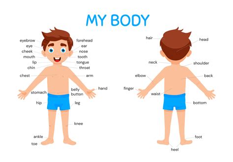 body poster cute kid boy shows  body parts medical anatomy chart