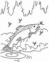 Trout Coloring Pages Fish Brook Salmon Chinook Freshwater Line Rainbow Drawing Beautiful Animals Color Trouts Kids Animal Getdrawings Printable Cool sketch template
