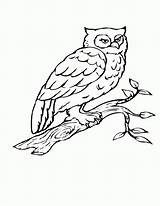Owl Coloring Tree Pages Flying Birds Branch Bird Owls Birch Realistic Color Printable Print Popular Getcolorings Coloringhome Heart sketch template