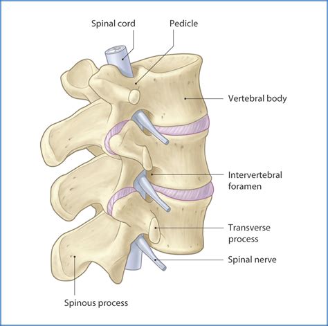 Vertebral canal and intervertebral foramen
