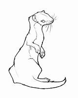 Weasel Lineart Mustela Mammals Stoat sketch template
