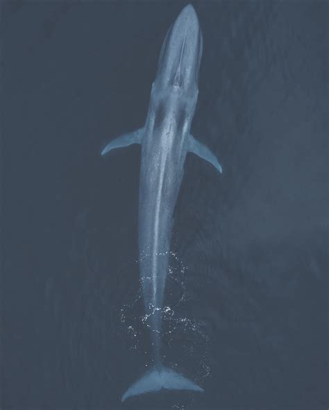 drone photograph   blue whale  slater moore photography bluewhale whales whalewatching