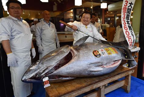 giant bluefin tuna sells   million  tokyo fortune