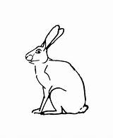Hare Coloring 09kb sketch template