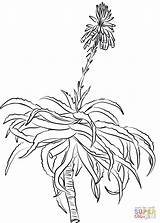 Aloe Coloring Pages Arborescens Krantz Printable sketch template