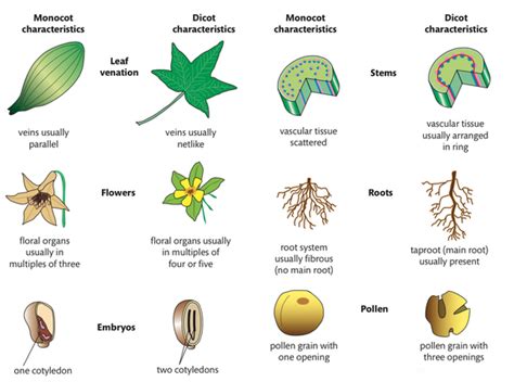9 4 reproduction in plants biology 2016