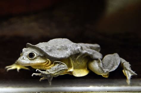 scientists want to save lake titicaca ‘scrotum frog from extinction
