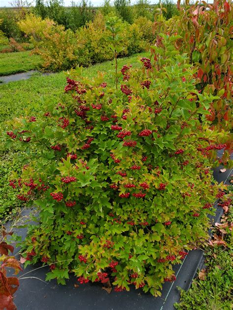 cranberry highbush viburnum triobum menoken farm