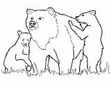 Bear Grizzly Coloring Pages Cubs Drawing Bears Mother Chicago Line Outline Drawings Printable Color Cartoon Vector Baby Logo Print Getdrawings sketch template