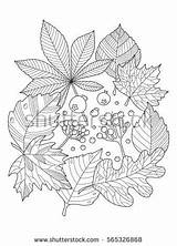 Foliage Coloring 96kb 470px sketch template