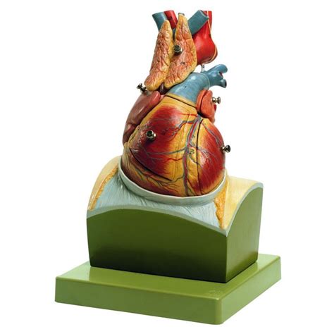 hs 22 heart on diaphragm base biomedical models