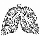 Lungs Homeschool Respiratory Clipartmag Anatomical Clipground sketch template