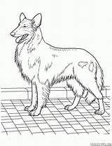Greyhound Collie sketch template